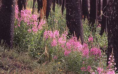 Fireweed