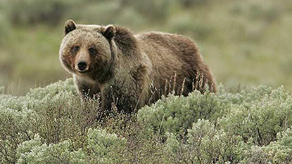 Grizzly Bear