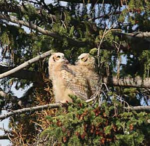 A pair of great horned owl chicks