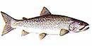 A fish